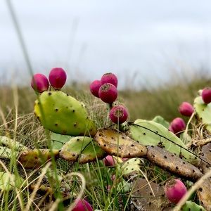 Meet your Posher, Joey